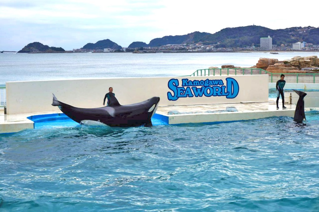 シャチでかすぎ 千葉県 鴨川シーワールド は日本で唯一海のギャングのショーが見られる 茅ヶ崎に風が吹いてた